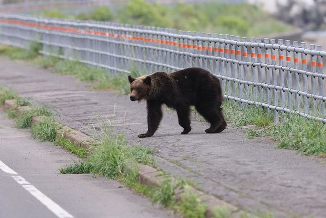 歩道に現れた熊