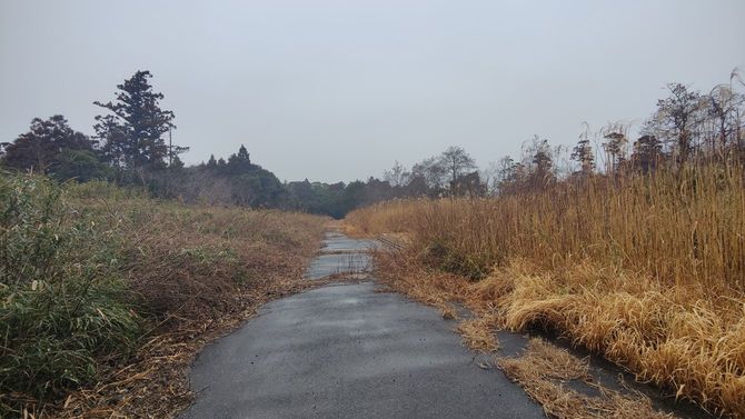 詐欺加害者が悪なのは当然としても、根本的に土地に関する正確な情報を持たない限り、処分の道筋は立てようがない。