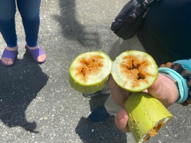 果実を割ると中からハエのウジが出てくる。セグロウリミバエが付着しているおそれがないと認められた作物以外、防除区域内に持ち出すことはできないので要注意。