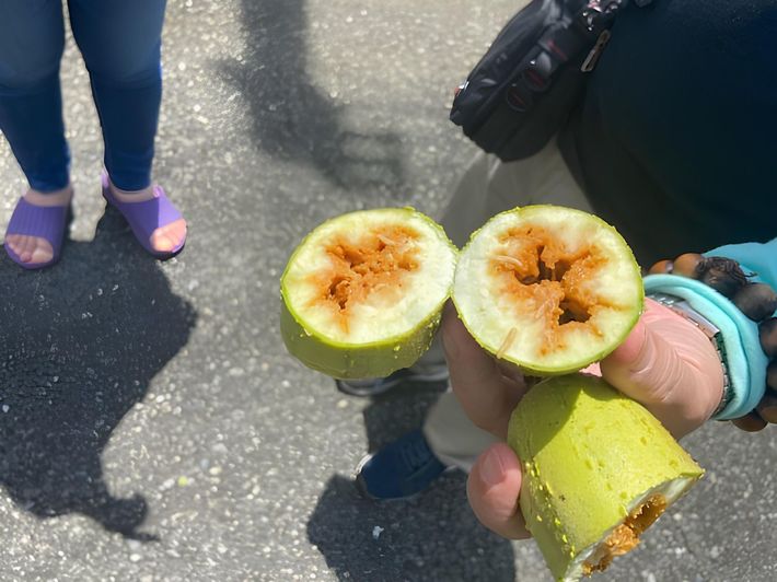 果実を割ると中からハエのウジが出てくる。セグロウリミバエが付着しているおそれがないと認められた作物以外、防除区域内に持ち出すことはできないので要注意。