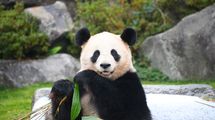 発情期にはヤギのように｢メェ～｣と鳴く…日本でいちばんパンダを育てる動物園が知る｢珍獣｣の意外な生態