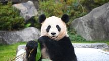 発情期にはヤギのように｢メェ～｣と鳴く…日本でいちばんパンダを育てる動物園が知る｢珍獣｣の意外な生態