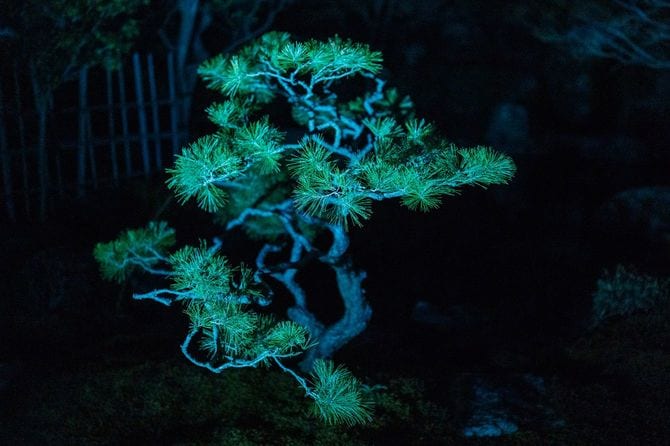 ライトアップされた盆栽