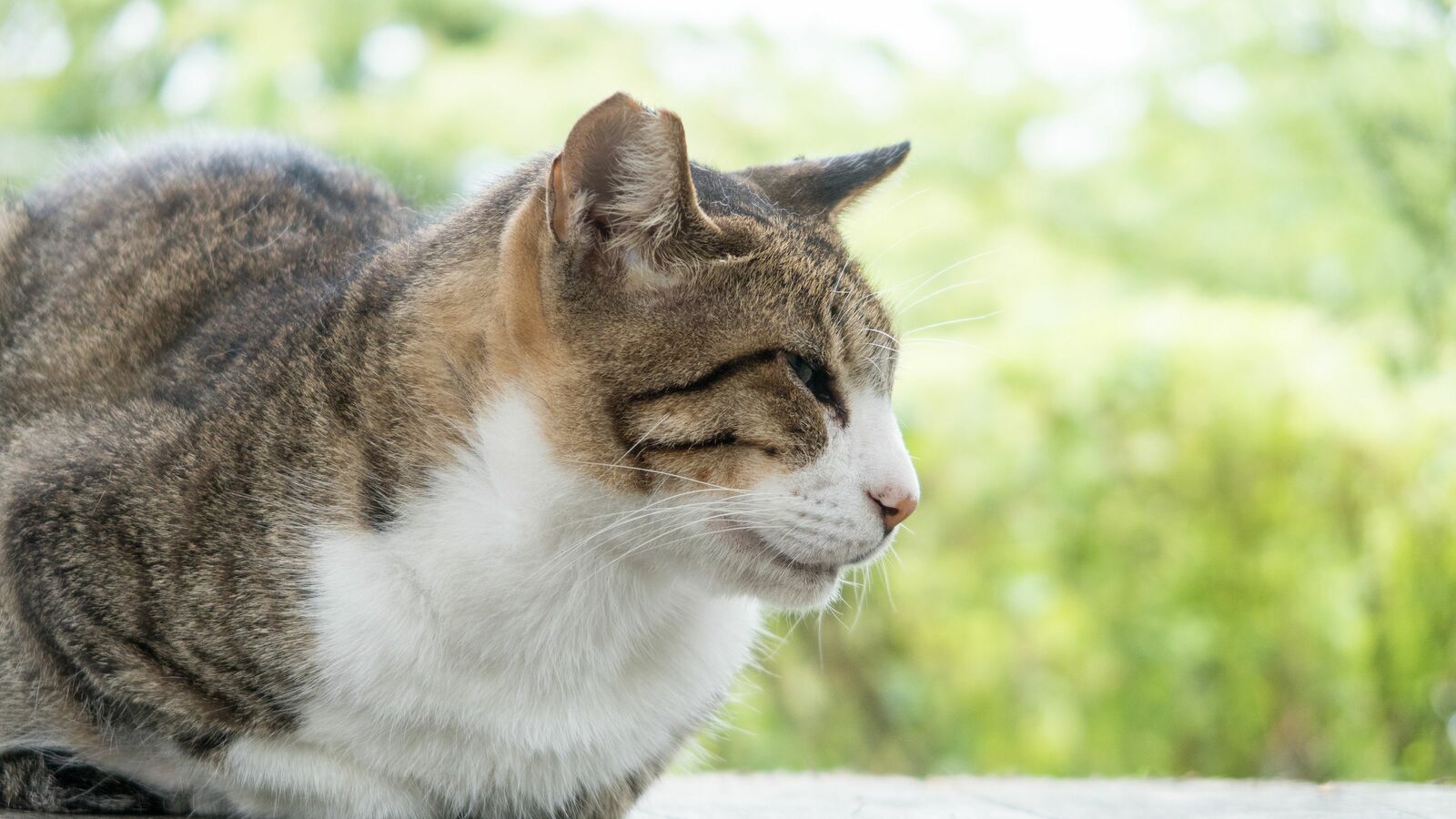 48歳契約社員の女性が"独身でボロ家住まいの猫ババア"と思われても､｢保護猫活動はやめられない｣と話すワケ 猫はさみしい心に潜り込んでくる