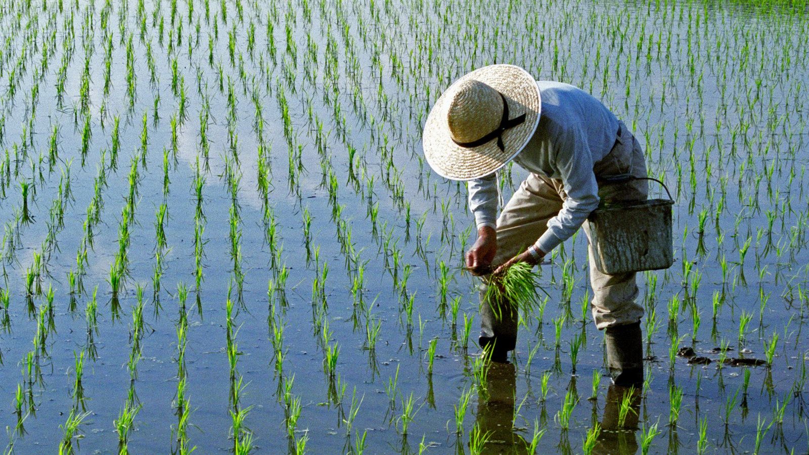 ｢これからお金持ちになりたいなら農家を目指すべき｣ひろゆきがそう断言する理由 小さな力で新しい成功を収めやすい