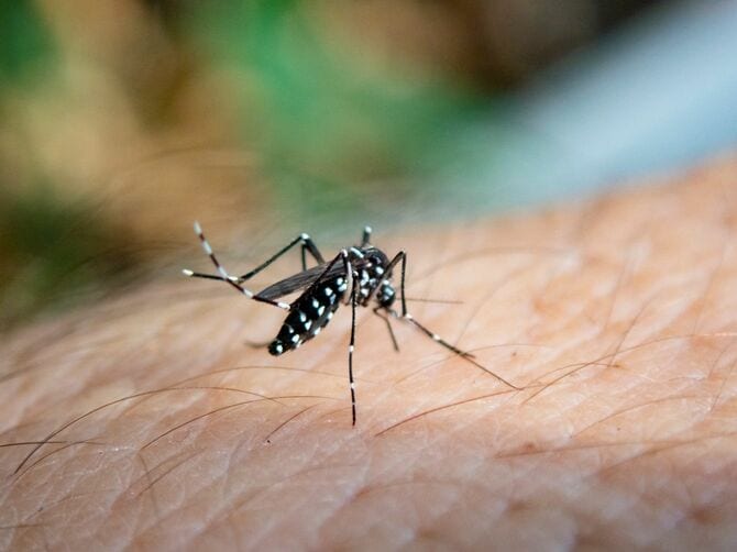 ヒトの腕で食事中のヒトスジシマカ