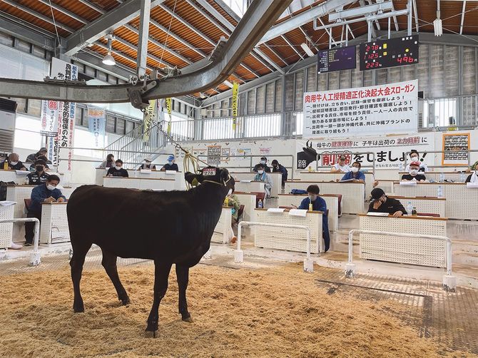 セリの会場。発育状態や系統などから購買価格が決まる=宮古家畜市場