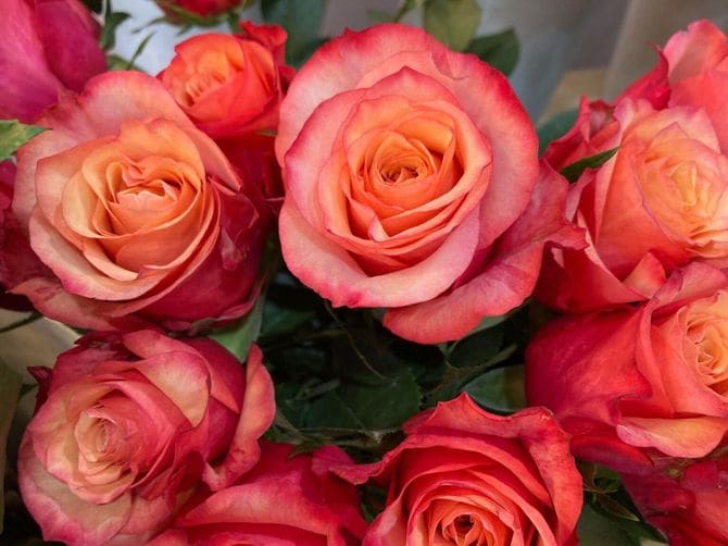 グラデーションが美しいケニアのバラ