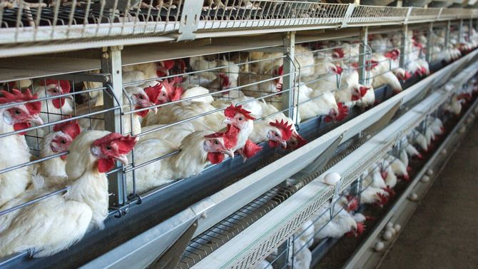 近代的な鶏舎にいるニワトリたち