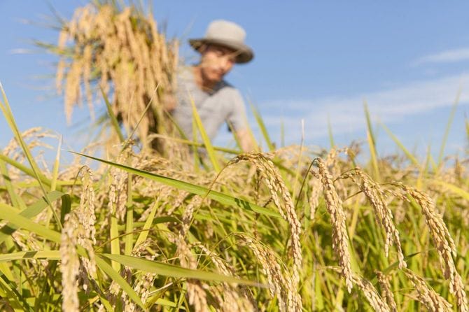 米の収穫