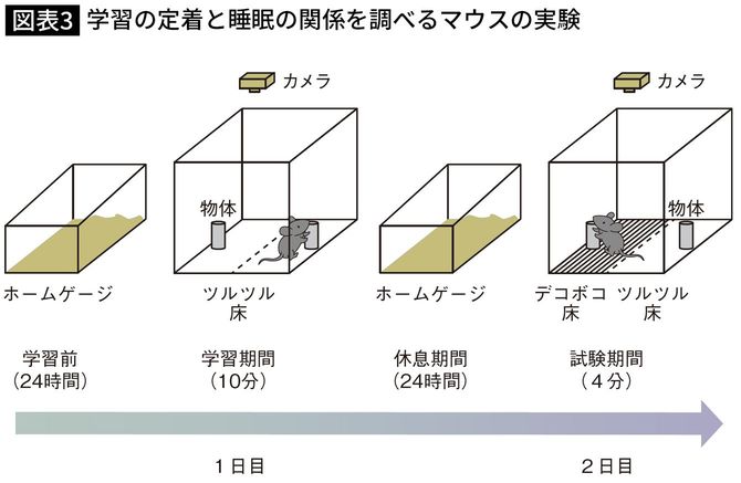 【図表】学習の定着と睡眠の関係を調べるマウスの実験