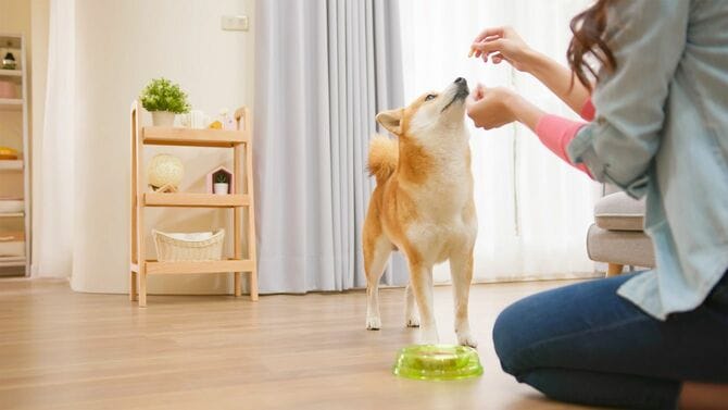 餌を与えられる柴犬