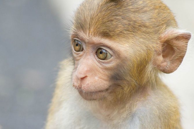 かわいい日本猿
