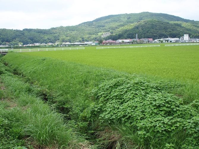 現在の丹那盆地では見渡す限りの水田が続く(= 函南町)
