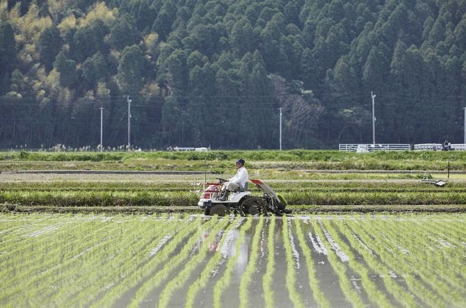 田植えの時期