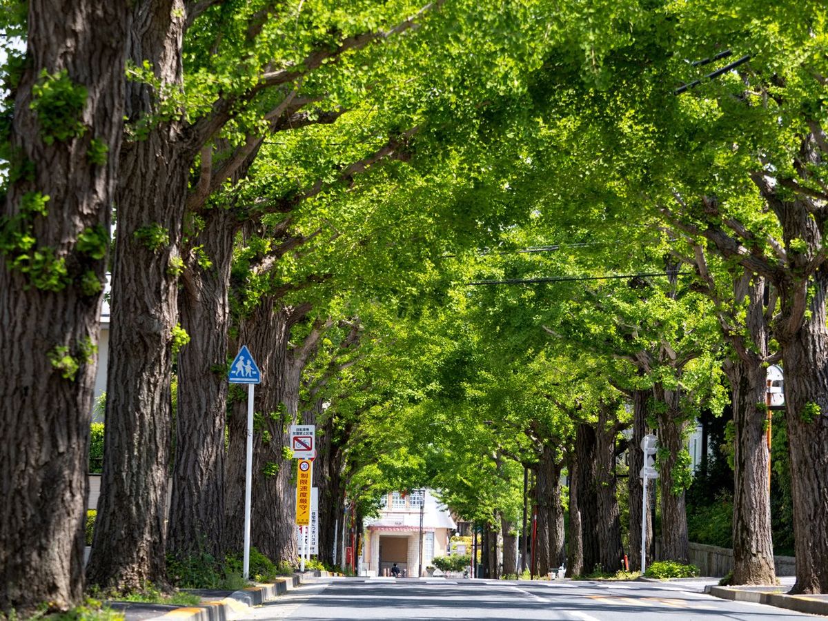 田園調布駅前のイチョウ並木