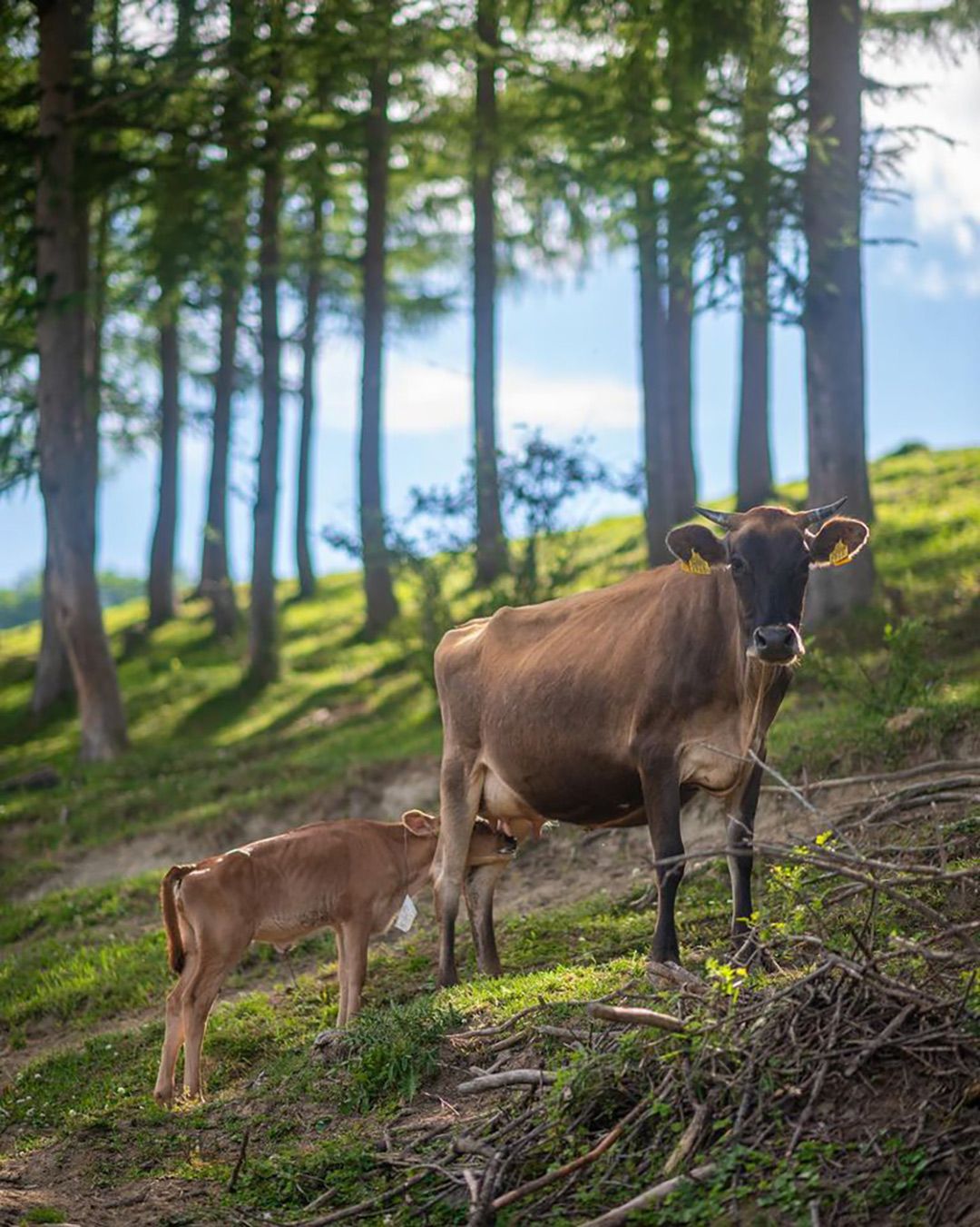 牛たちは自然交配で妊娠出産する。仔牛は乳離れするまで母乳を母牛から飲ませてもらう。