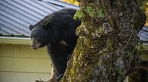 もうクマは"人間の味"を忘れられない…2度も自宅を襲われた作家だからわかる｢令和クマ｣が民家に侵入するワケ