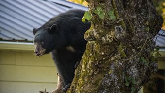 もうクマは"人間の味"を忘れられない…2度も自宅を襲われた作家だからわかる｢令和クマ｣が民家に侵入するワケ