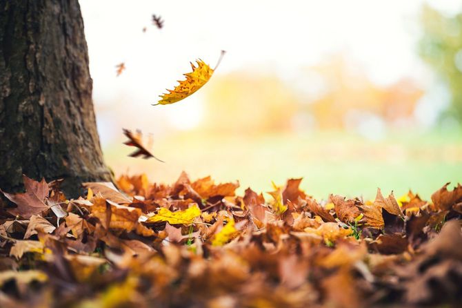 秋の木から落ちていく葉