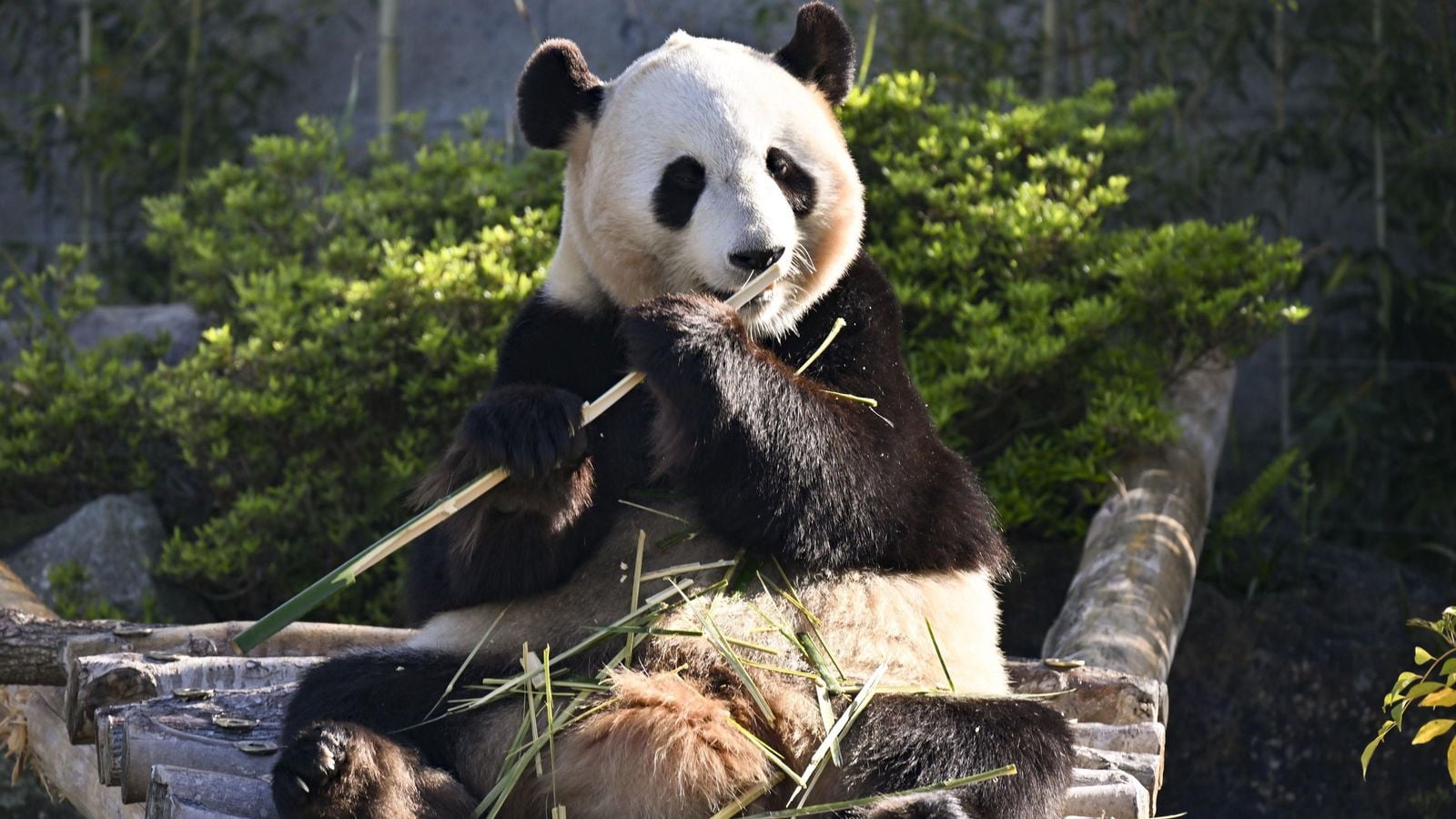 なぜ中国はパンダを日本に送らなくなったのか…｢1年後はパンダゼロに｣悲しみの声を無視する習近平主席の思惑 日中関係を図るバロメーターになっている