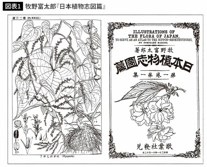 誠文堂新光社『牧野植物学全集』から。 出典＝『牧野植物図鑑の謎』（ちくま文庫）