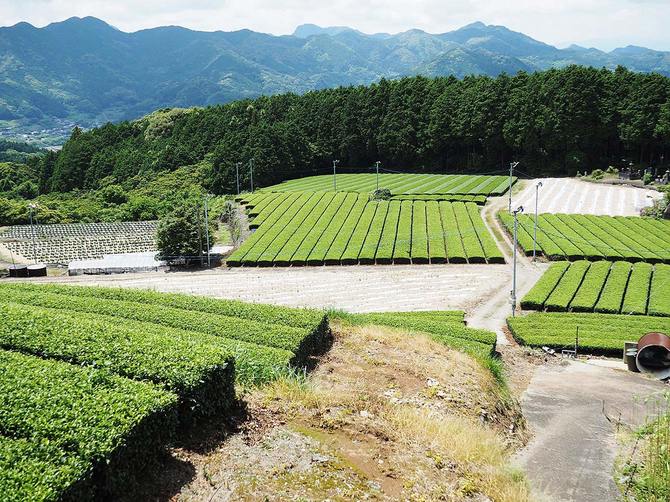 天茶台から見える茶畑の様子