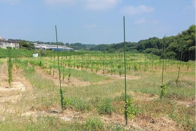 苗木を植えたころの農園