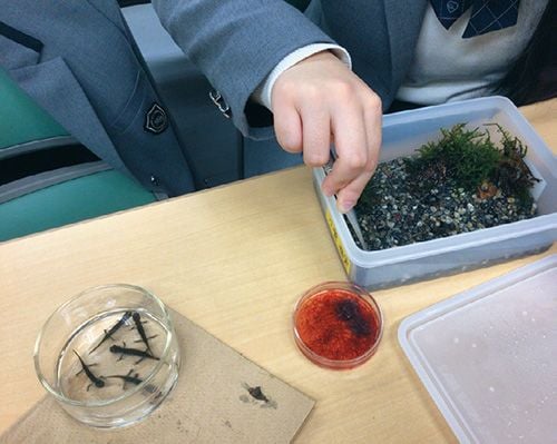 イベリアトゲイモリに餌を与える