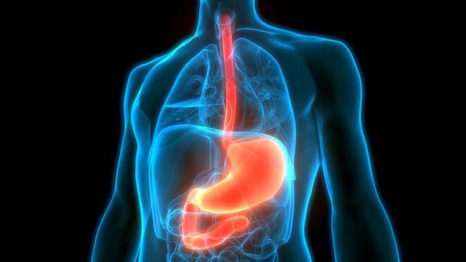 食道と胃が赤くなっている人体のイラスト