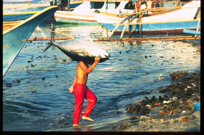 パヤオ監視役のパンプボートが漁獲した日本向け刺身用キハダを運搬する荷役