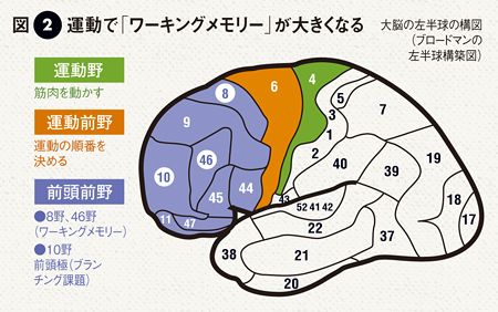 ＜脳の新科学＞走ればボケ防止＆頭がよくなる【1】 (柳橋 閑) (3/4) プレジデントオンライン
