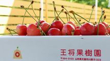 ｢さくらんぼ狩り全キャンセル｣でも山形の観光農園が元気なワケ