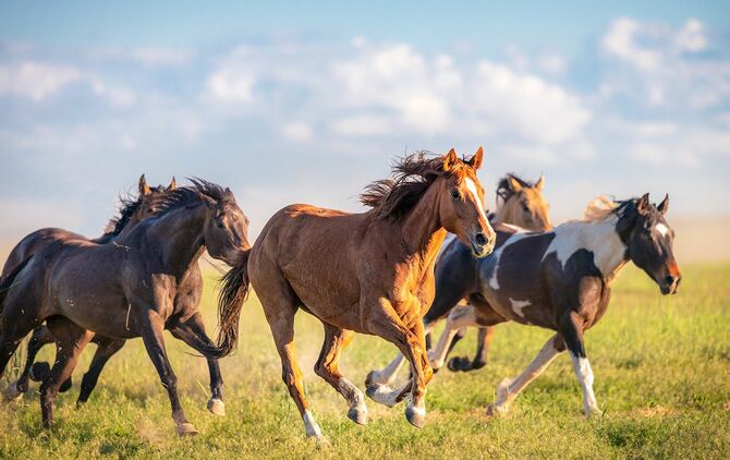 ユタ州の農村部で自由にギャロップ馬のグループのクローズアップ, 米国.
