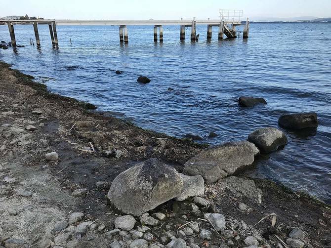 2021年11月の琵琶湖渇水時に水面から出た坂本城跡の石垣遺構