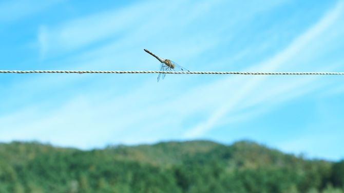 ロープにとまるトンボ