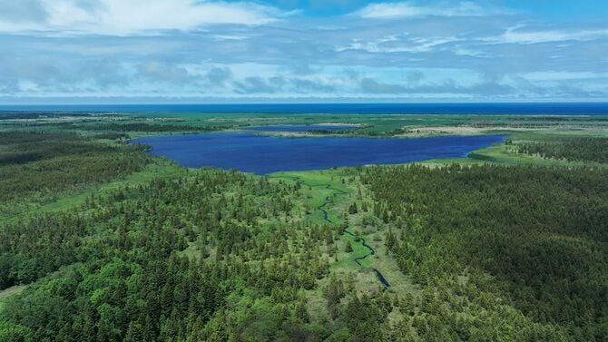 王子の森 猿払山林（北海道）