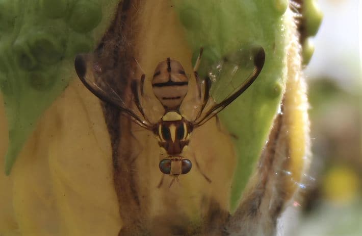 2024年3月14日、1匹のセグロウリミバエがトラップに捕まった。それがすべての始まりだった。