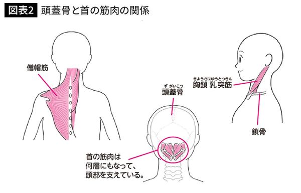 頭蓋骨と首の筋肉の関係