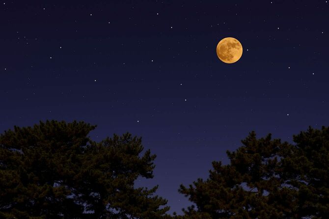 松の木の上に昇る満月
