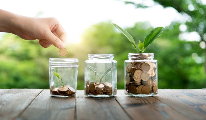 お金から育つ若い木