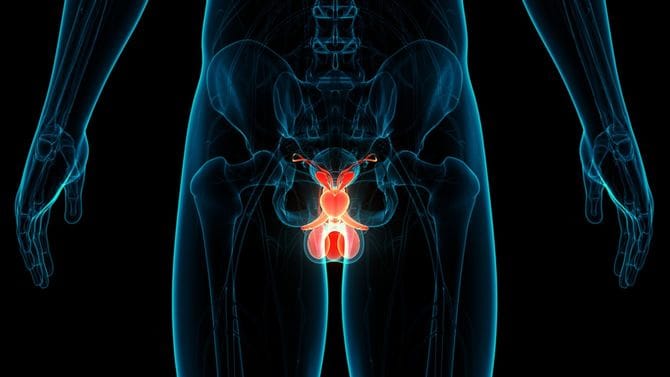 男性生殖器系解剖学の3D図解