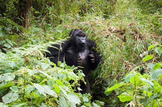 ドラミングをするオスゴリラ