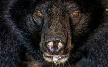 発見されたのは｢右腕と両足を失った59歳女性｣…電車がぶつかっても死なない｢山形県･人喰いグマ｣のヤバさ