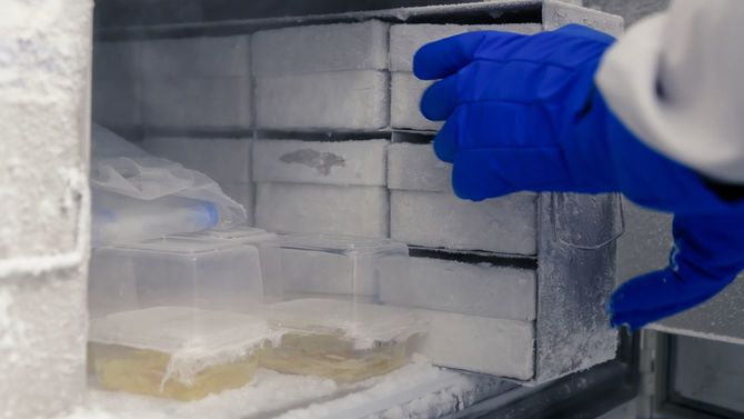 冷凍庫から取り出すテスト中のワクチン