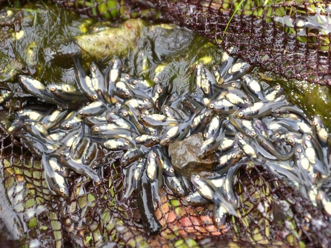 捕獲したオオクチバスの稚魚