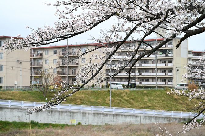 取材の日、府営住宅近くの桜が満開だった