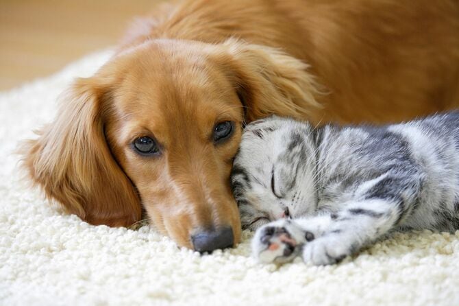 犬と猫