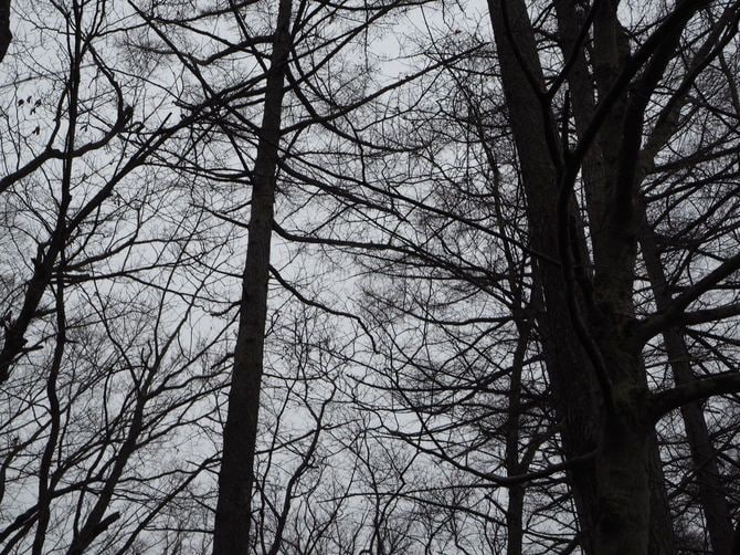 軽井沢の森の中