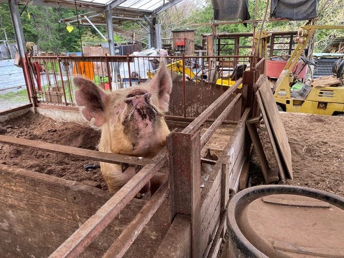 豚は人間の不要物を食べてくれる「循環の動物」だ